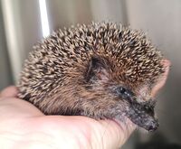 Mähroboter sind mörderische Gefahr für Tiere