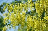 Giftige Gartenpflanzen erkennen und vermeiden
