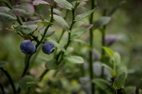 Beeren aus Wald und Feld: Erst waschen, dann naschen