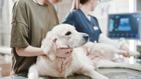 Die Wahrheit über Tierkrankenversicherungen: Warum die bekanntesten Versicherer bei Trustpilot&hellip;