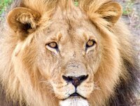 Camping-Safari oder Lodge-Safari in Afrika – Was passt besser zu dir?