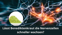 Lässt Benediktenkraut die Nervenzellen schneller wachsen?