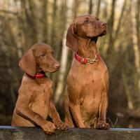 Hundefutter: Was beim Preisvergleich wirklich zählt